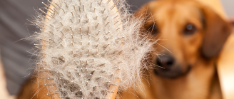 Perte de poils de chien
